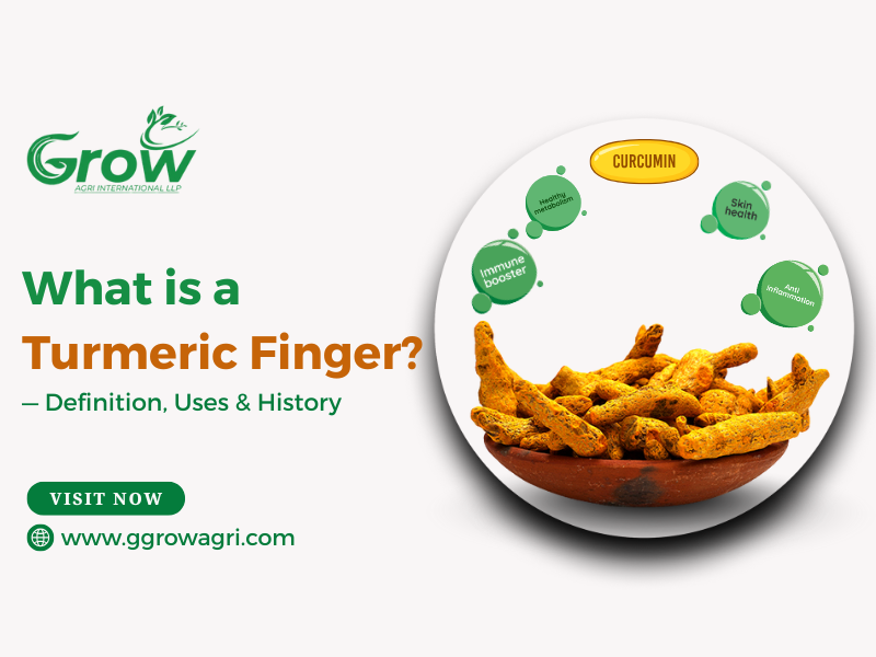 What-is-a-Turmeric-Finger-Definition-Uses-and-History-banner.png